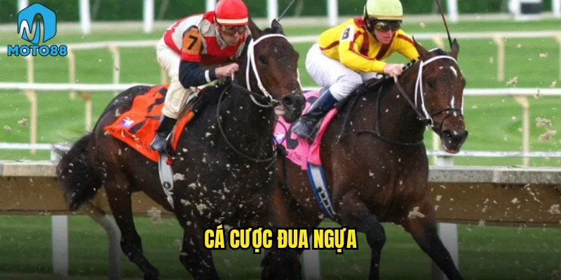 Cá cược đua ngựa Moto88 có còn là sport of kings không? 1 cá cược đua ngựa